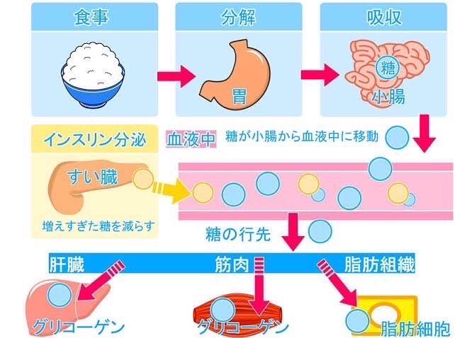 膵臓移植の対象者は誰ですか?